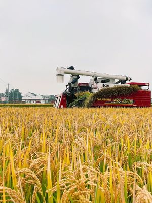 風吹稻浪“豐”景好 顆粒歸倉收獲忙——江蘇常州有機稻谷種植研發促農增收